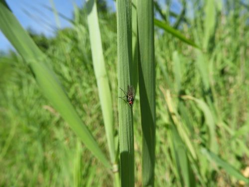 fly reed nature