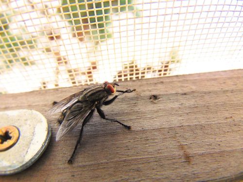 fly nature housefly