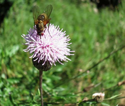 fly thistle flower nature