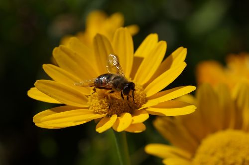 fly flower yellow