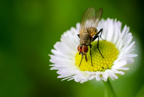 fly daisy insect