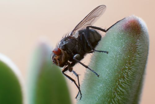 fly insect macro