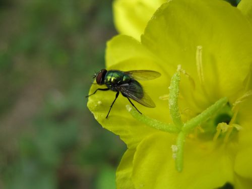 fly insect flower