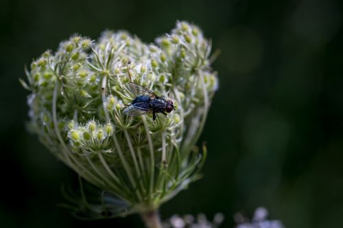 fly insect macro