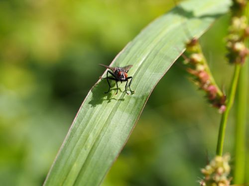 fly insect meadow