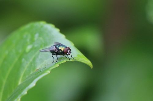 fly green insect