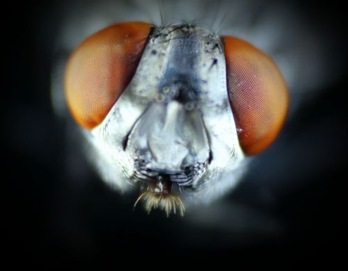 fly macro brown