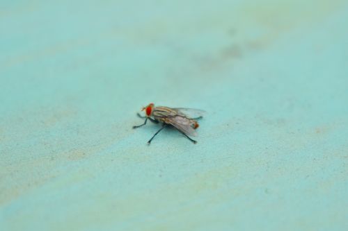 fly red eye insect