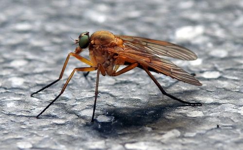 fly housefly macro