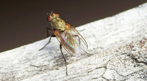 fly insect macro