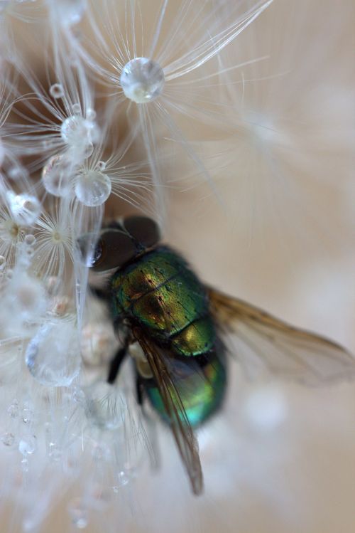 fly dandelion drops