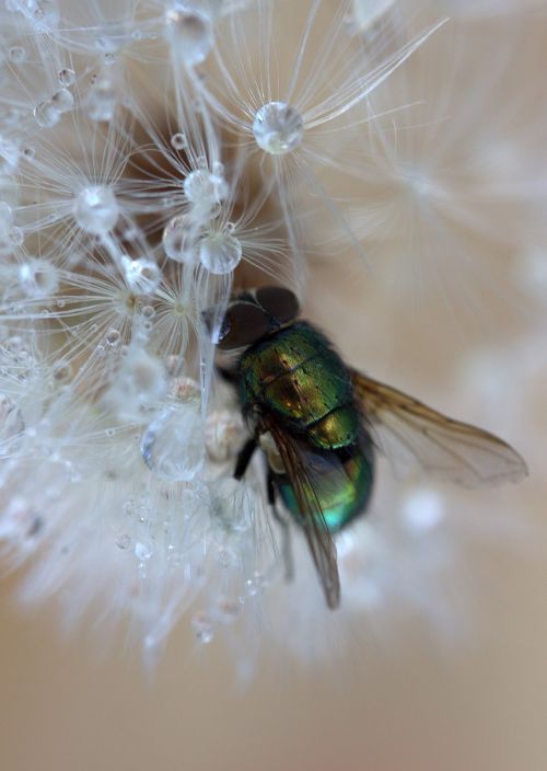 fly dandelion drops