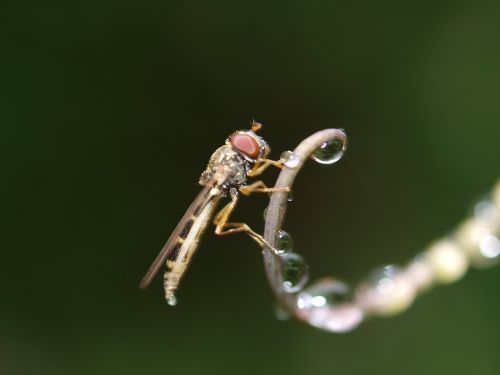 fly insect nature