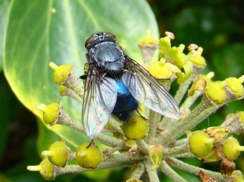 fly bluebottle garden