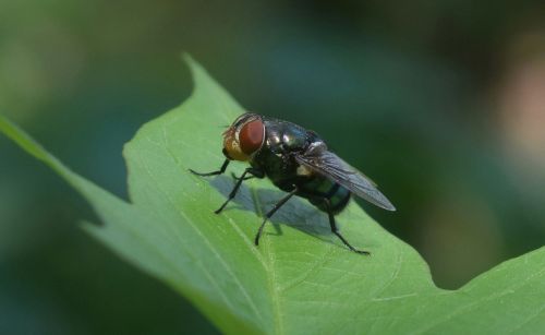 fly leaf micro