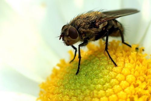fly insect close