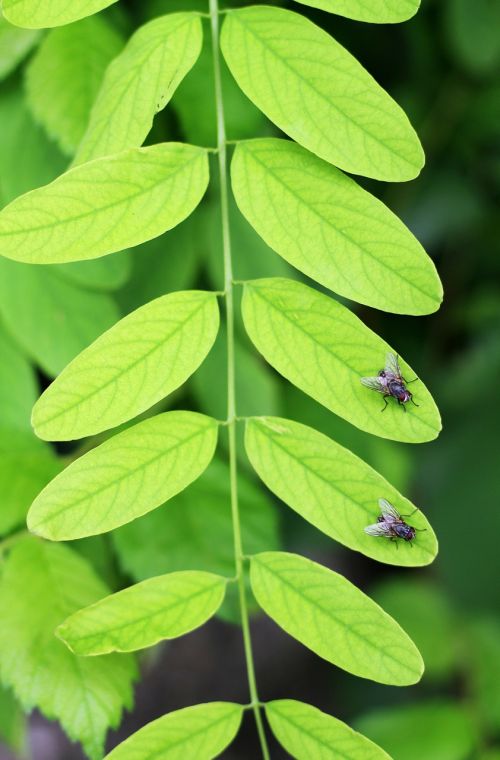 fly green leaf