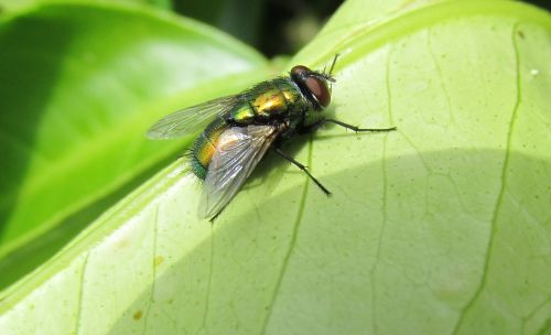 fly insect on leaf