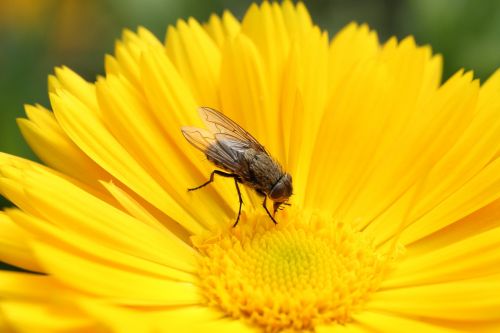 fly flower nature