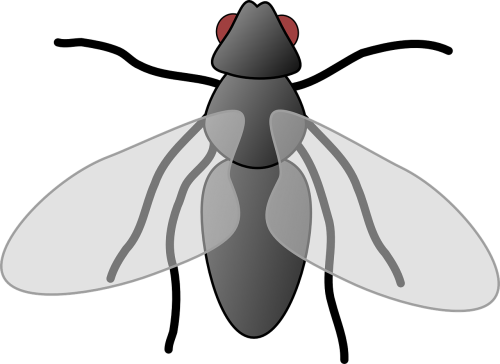 fly cartoon isolated