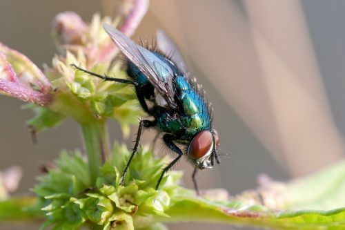 fly bluebottle insect