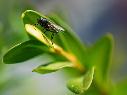 fly insect nature