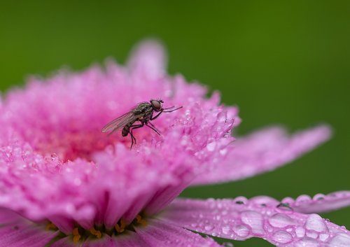 fly  pink flowers  garden