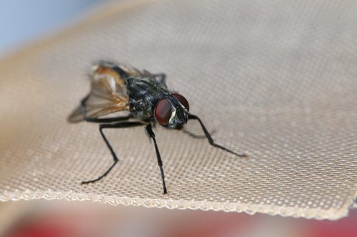 fly  insect  macro