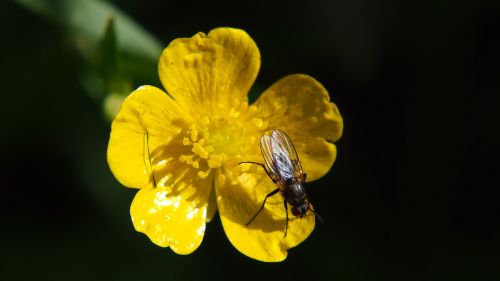 fly flower bug