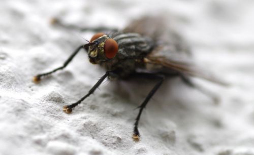 fly insect whopper