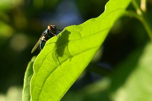 fly  shadow  leaf