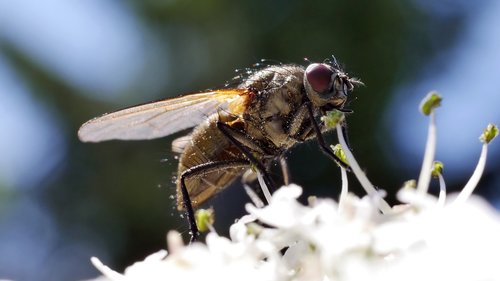 fly  insects  nature