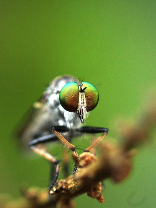fly  insect  robber fly
