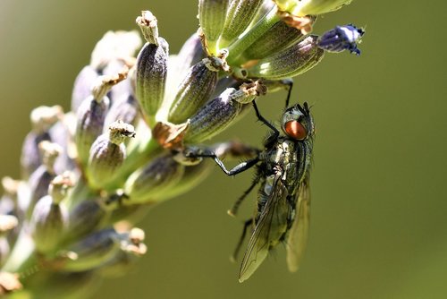 fly  diptera  insect