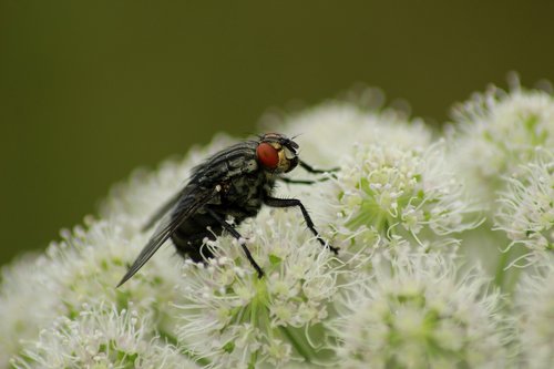 fly  flower  white
