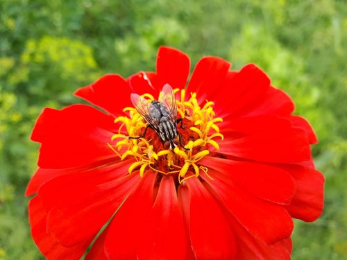 fly  flower  red