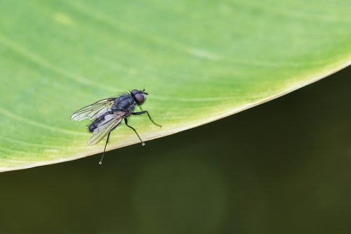 fly  insect  leaf