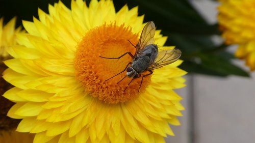 fly  insect  blossom