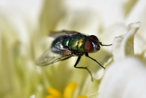 fly  insect  compound eyes