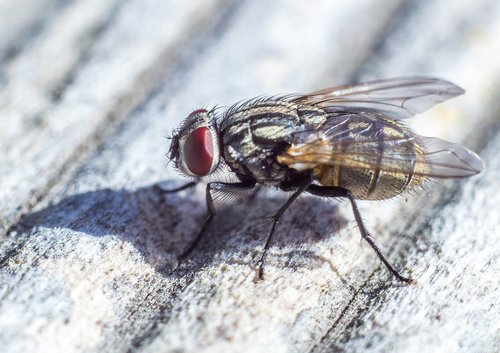 fly  close up  macro