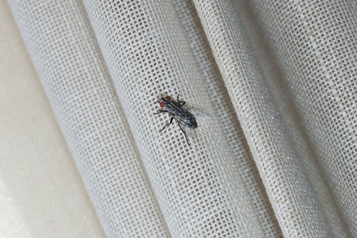fly  curtain  canvas