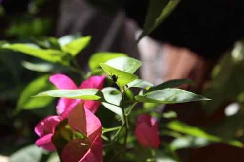 fly  plant  leaves