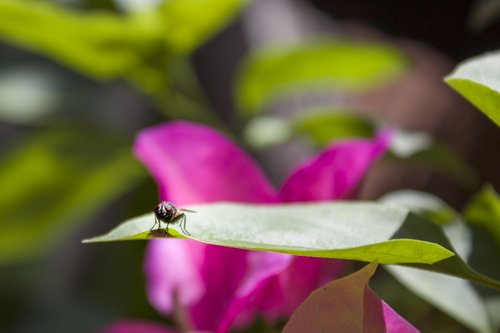 fly  garden  leaf