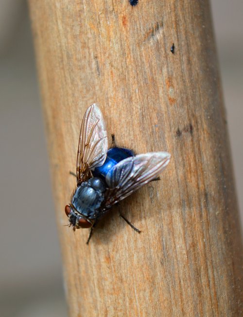 fly  close up  insect