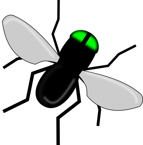 fly  bug  black