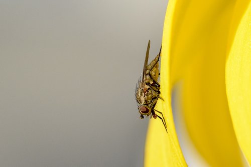fly  hairy  closeup