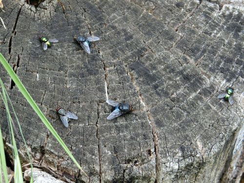 fly wood tree stump