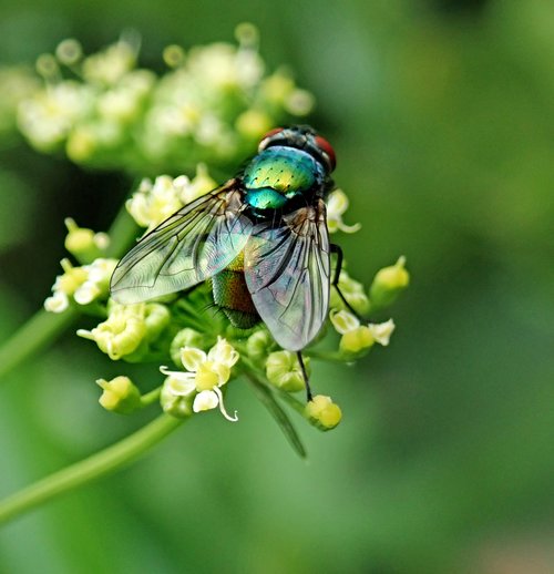 fly  insect  pest
