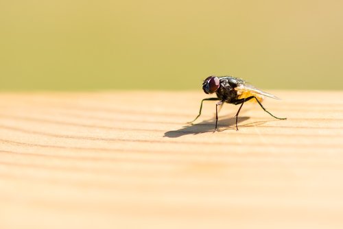 fly  wood  table