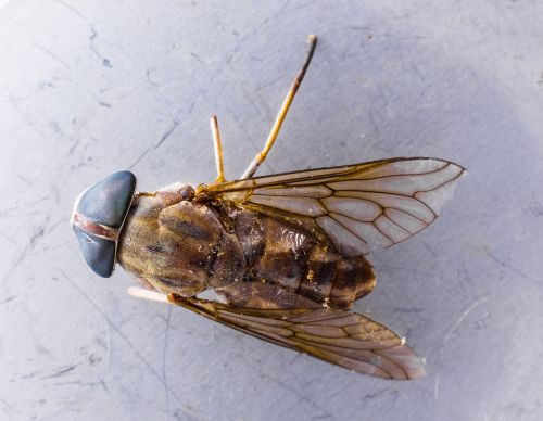 fly insect compound eyes